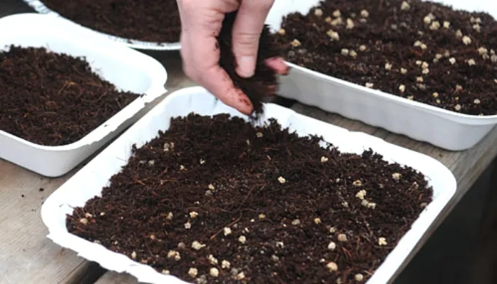 Chuẩn bị và trộn đất trồng hoa sứ tơi xốp với các thành phần hữu cơ như vỏ trấu và xơ dừa.