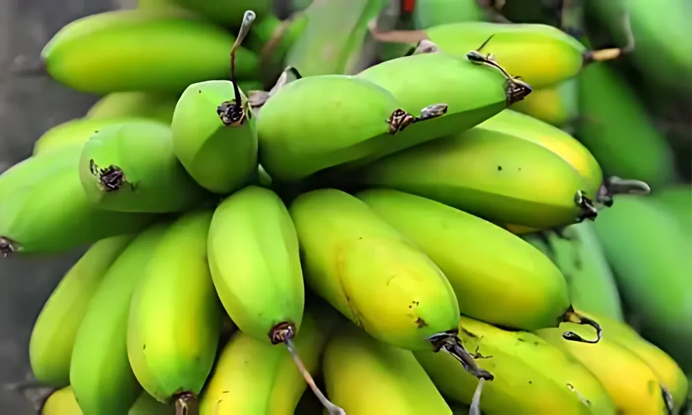 Chùm chuối ngự, giống chuối có chu kỳ sinh trưởng ngắn, quyết định nên trồng cây chuối bao lâu để thu hoạch.