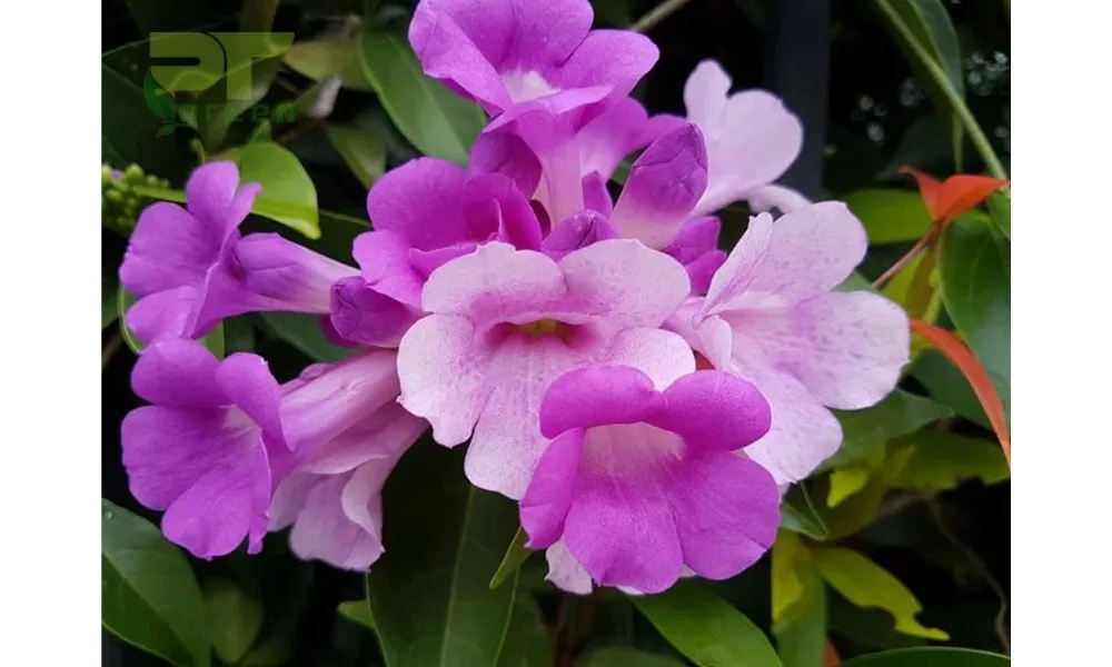 Chùm hoa lan tỏi màu tím pha trắng rực rỡ