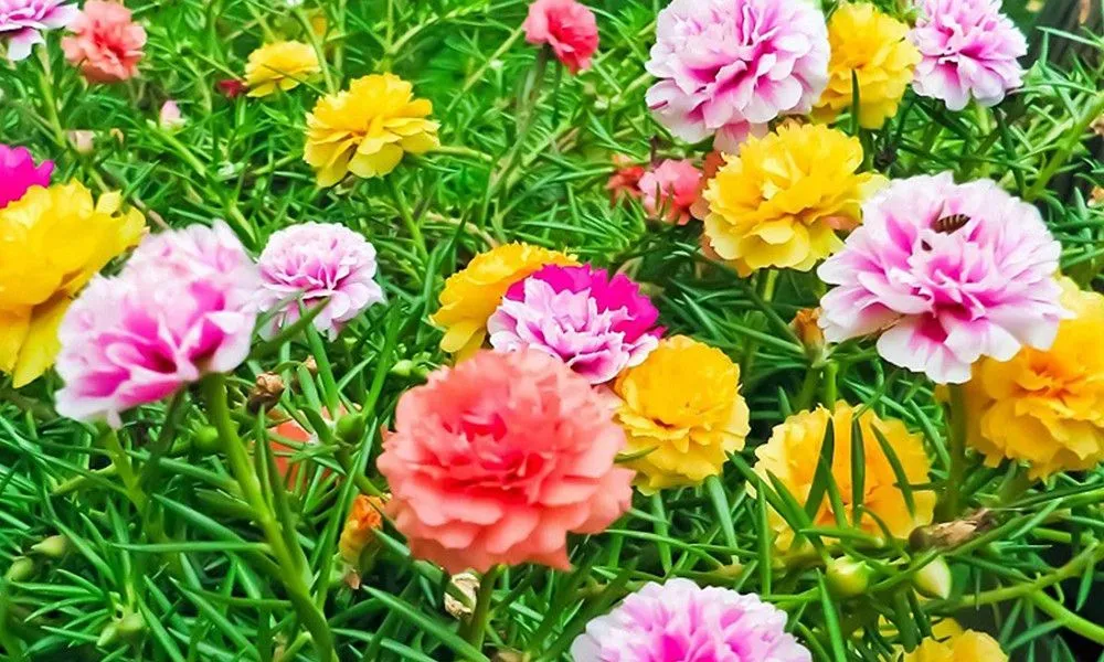 Chùm hoa mười giờ trong nắng sớm, chuẩn bị khép lại vào buổi chiều