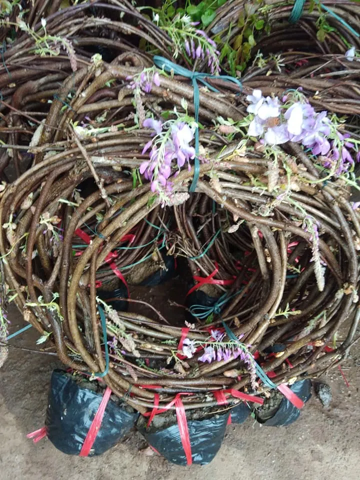 Chùm hoa Tử Đằng rực rỡ sắc tím, kết quả của cách trồng cây hoa tử đằng đúng kỹ thuật