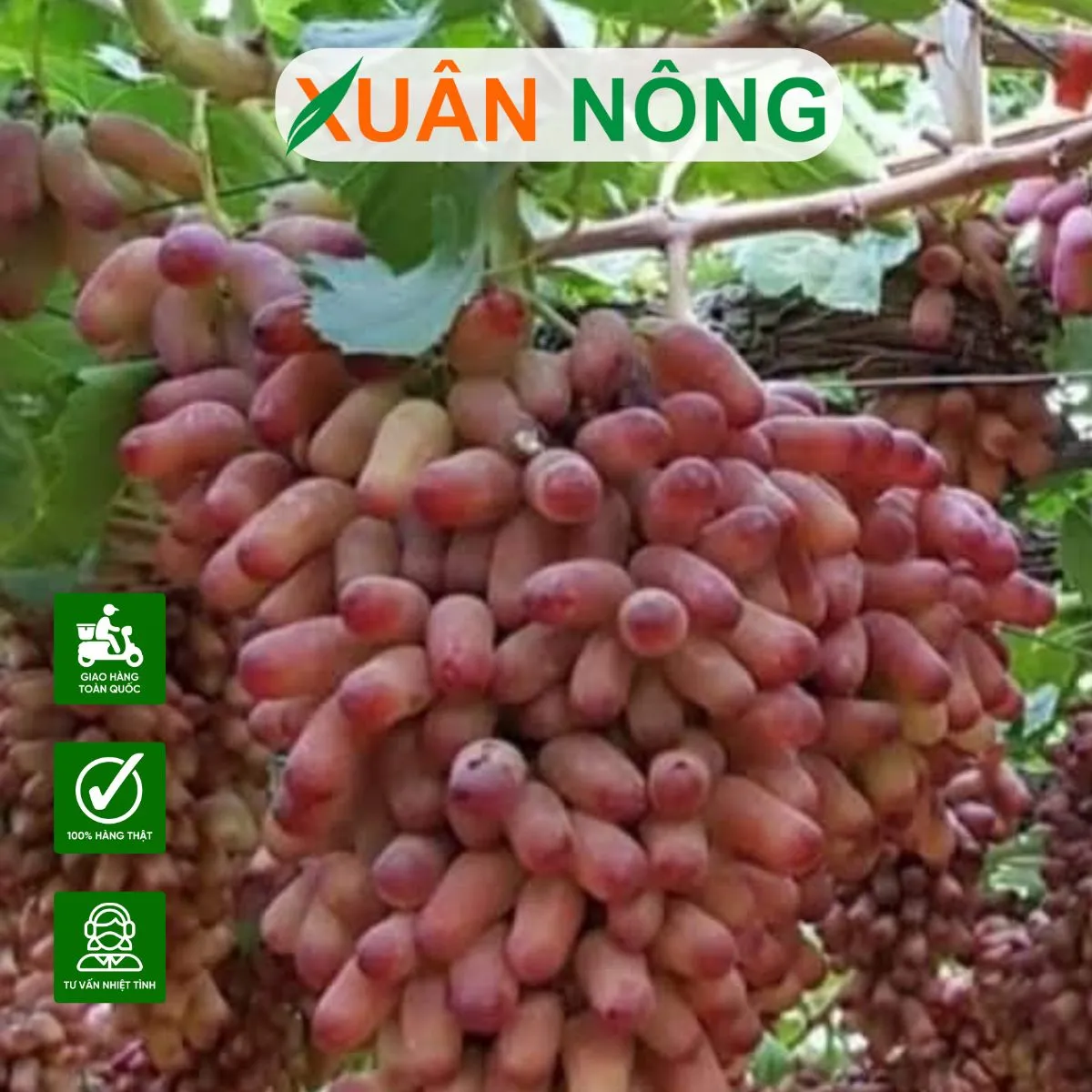 Chùm nho đang trong giai đoạn chuyển màu và chín, minh họa cho thành quả của quá trình chăm sóc kỹ thuật cao và chuẩn bị cho vụ thu hoạch.