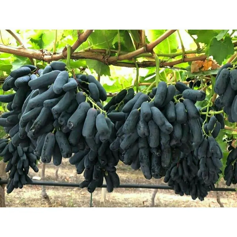 Chùm nho ngón tay với hình dáng thuôn dài, màu tím thẫm đặc trưng, minh họa cho cách trồng và chăm sóc cây nho đạt chuẩn