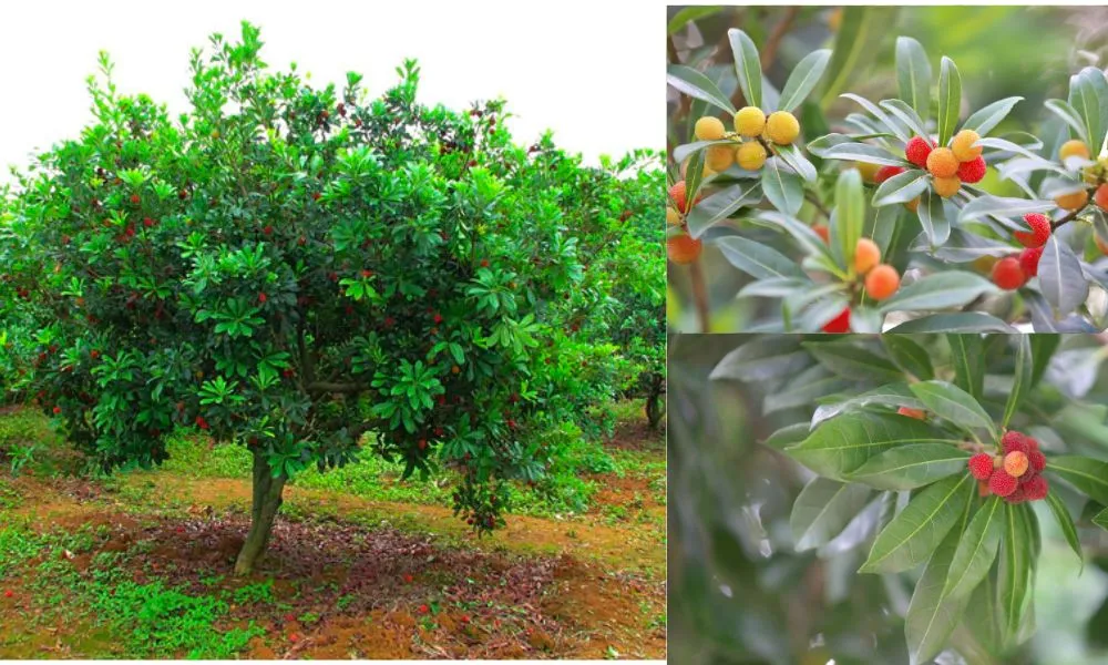 Chùm quả thanh mai đang chuyển màu từ xanh sang đỏ, thể hiện đặc điểm sinh học quan trọng.