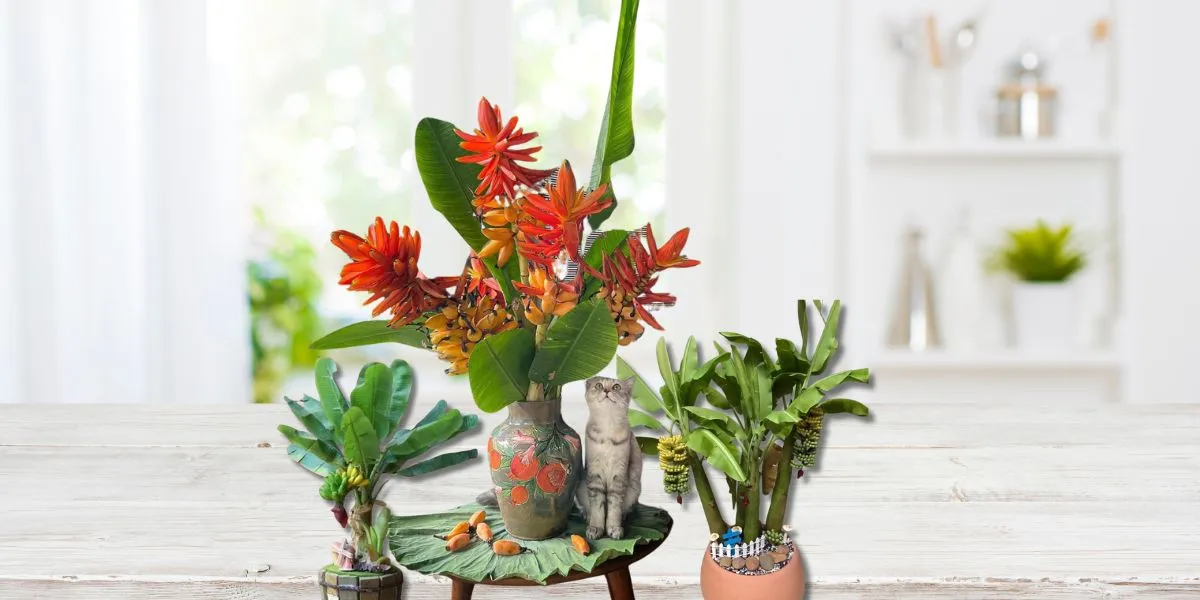 Chuối cảnh mini trang trí không gian