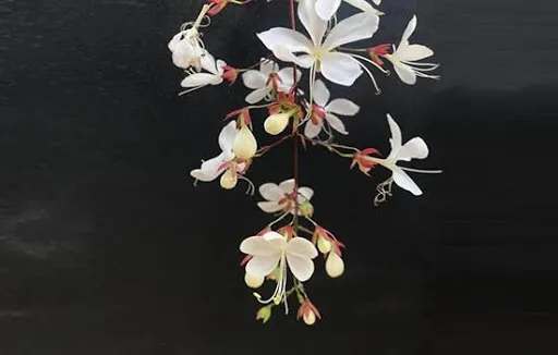 Chuỗi hoa dạ ngọc minh châu rũ đẹp độc đáo