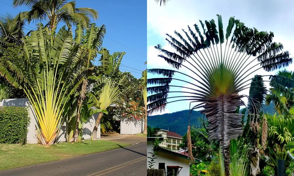 Chuối rẻ quạt có nhiều công dụng đối với cảnh quan, nhà cửa