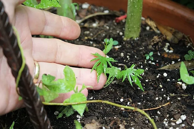 Chuyển cây tóc tiên leo sang chậu lớn và lắp đặt giàn leo theo cách trồng hoa tóc tiên leo