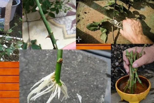 Chuyên gia đang hướng dẫn cắt tỉa các cành hoa hồng đã tàn bằng kéo chuyên dụng