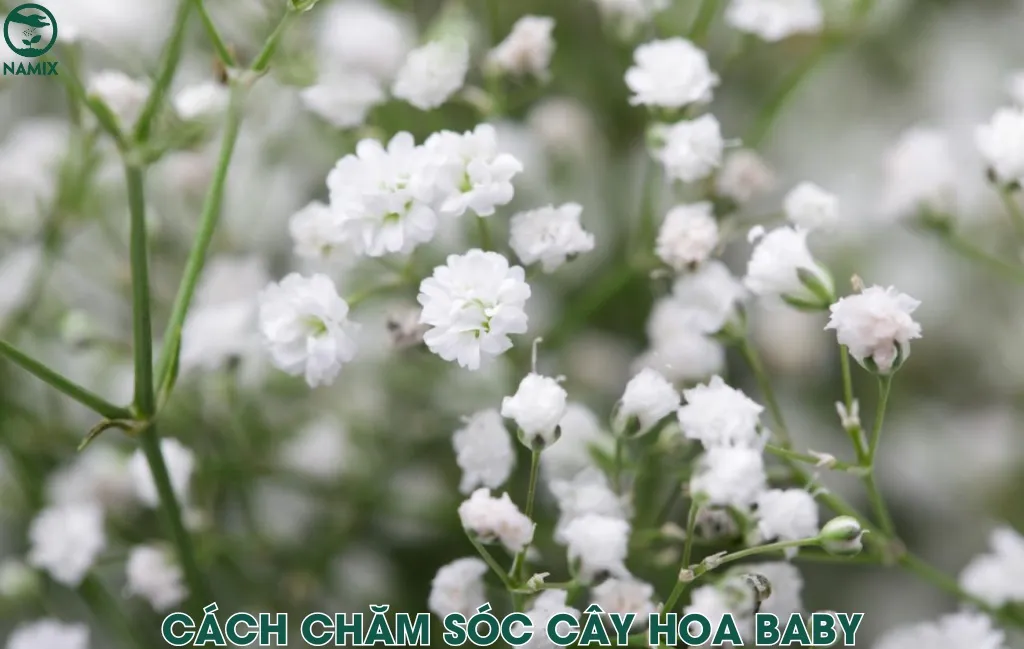 Chuyên gia đang kiểm tra độ ẩm của đất và tưới nước nhẹ nhàng cho cây hoa baby