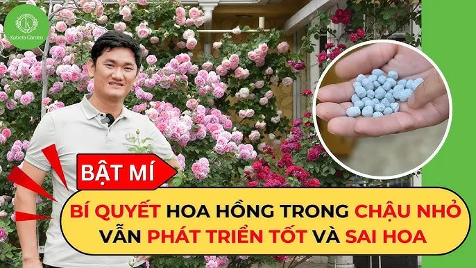 Chuyên gia đang kiểm tra và điều chỉnh giá thể trồng hoa để đảm bảo độ thoát nước tối ưu