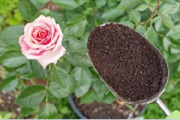 Chuyên gia đang trộn hỗn hợp giá thể bao gồm xơ dừa, tro trấu và đất thịt để trồng hoa hồng