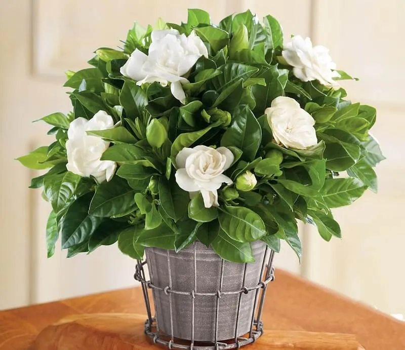 Chuyên gia hướng dẫn cách trồng cây nguyệt quế bonsai và chăm sóc định kỳ