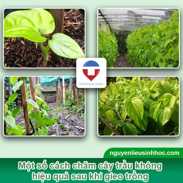 Chuyên gia nông nghiệp đang kiểm tra lá cây trầu không để tìm dấu hiệu sâu bệnh, đảm bảo cây khỏe mạnh