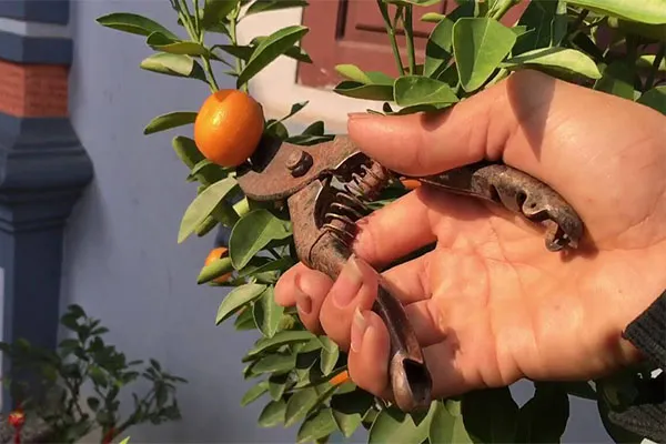 Chuyên gia thực hiện cắt tỉa cành quất và tỉa bớt rễ già trước khi thay đất cho cây quất cảnh trong chậu