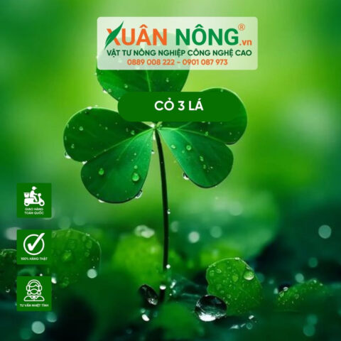 Cách Trồng Cây Táo Từ Hạt: Hướng Dẫn Chi Tiết A-Z Cho Người Mới Bắt Đầu