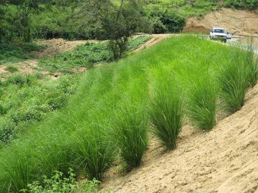 Bờ Ao Nên Trồng Cây Gì: Phân Tích Chuyên Sâu Các Loại Cây Chống Xói Mòn Hiệu Quả