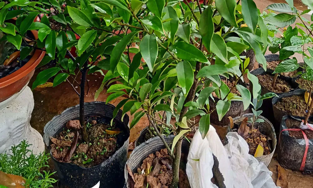 Cố định cây sau khi trồng là thao tác quan trọng để rễ bén nhanh