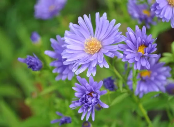 Cố định gốc cây cúc tím sau khi trồng