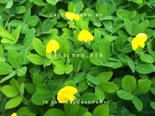 co-la-lac-phu-xanh-cong-trinh