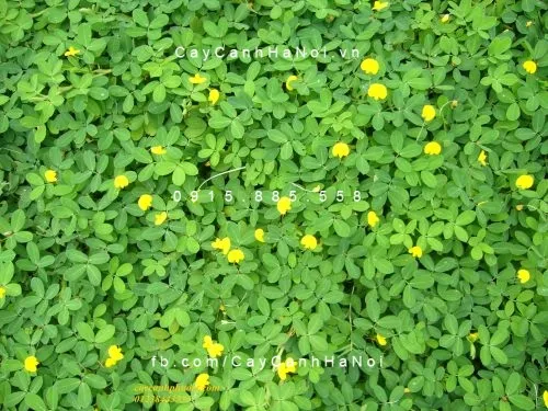 co-la-lac-trang-tri-san-vuon-via-he