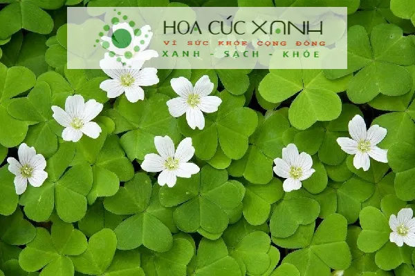 Cỏ may mắn lá xanh tươi hình dáng độc đáo mang lại vẻ đẹp mới lạ