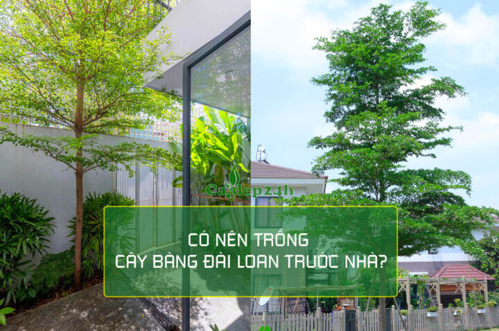 Có Nên Trồng Cây Bàng Đài Loan Trước Nhà: Phân Tích Toàn Diện Về Phong Thủy Và Kỹ Thuật