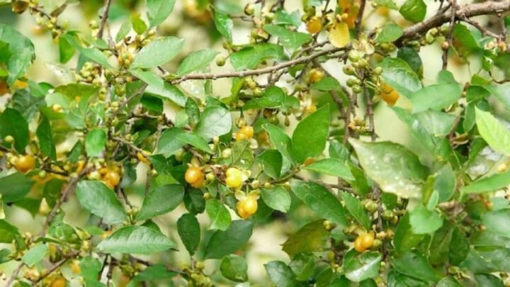 Có Nên Trồng Cây Duối Trong Nhà: Đánh Giá Toàn Diện Về Lợi Ích Và Phong Thủy