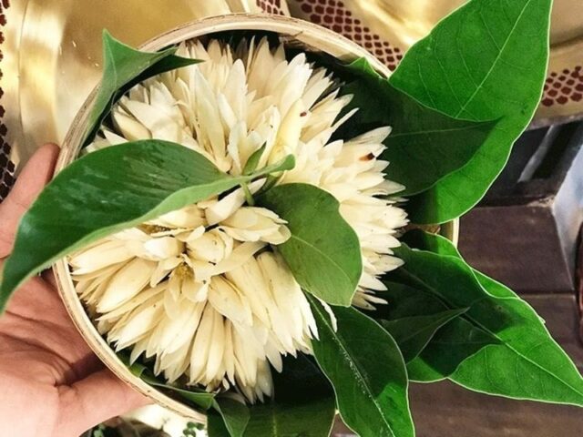 Có Nên Trồng Cây Ngọc Lan Trước Cửa Nhà Không? Đánh Giá Phong Thủy Và Lợi Ích