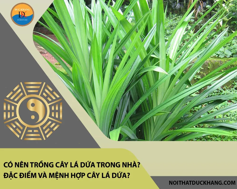 Có nên trồng cây lá dứa trong nhà? Đặc điểm và mệnh hợp cây lá dứa?