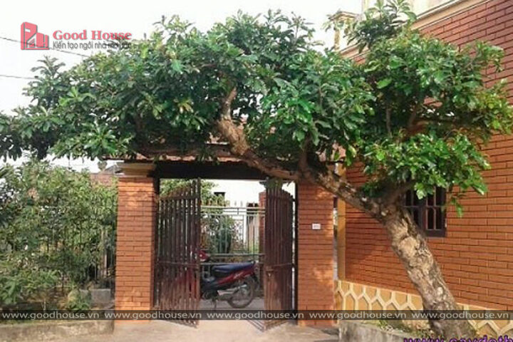 Cây Lộc Vừng Có Nên Trồng Trước Nhà: Phân Tích Chuyên Sâu Về Phong Thủy Và Kỹ Thuật