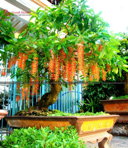 Cây Lộc Vừng Có Nên Trồng Trước Nhà: Phân Tích Chuyên Sâu Về Phong Thủy Và Kỹ Thuật