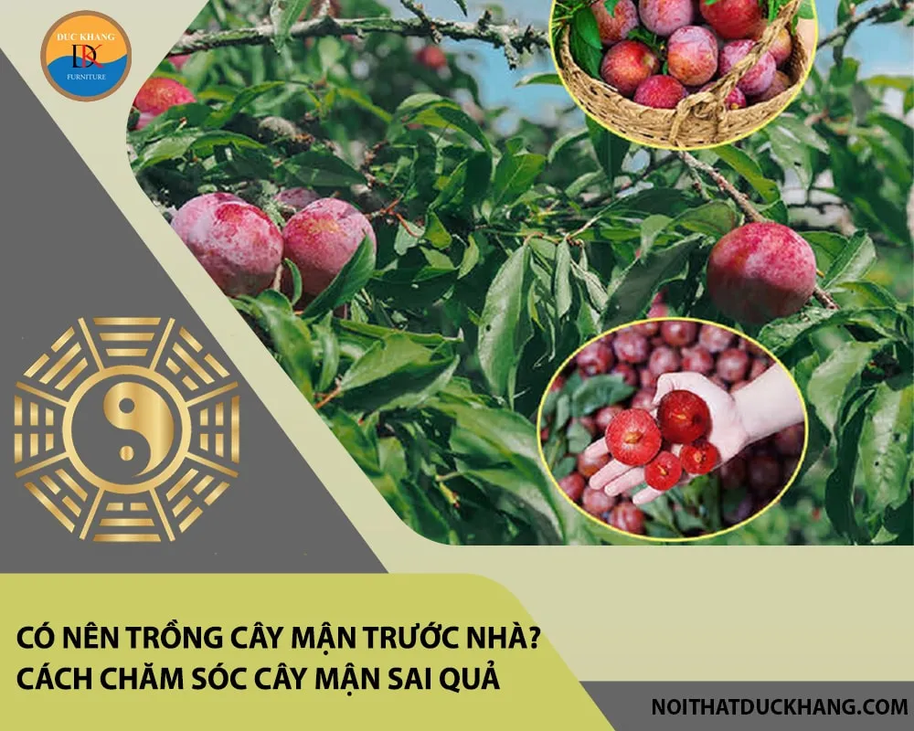 Có nên trồng cây mận trước nhà theo nguyên tắc phong thủy và kỹ thuật canh tác