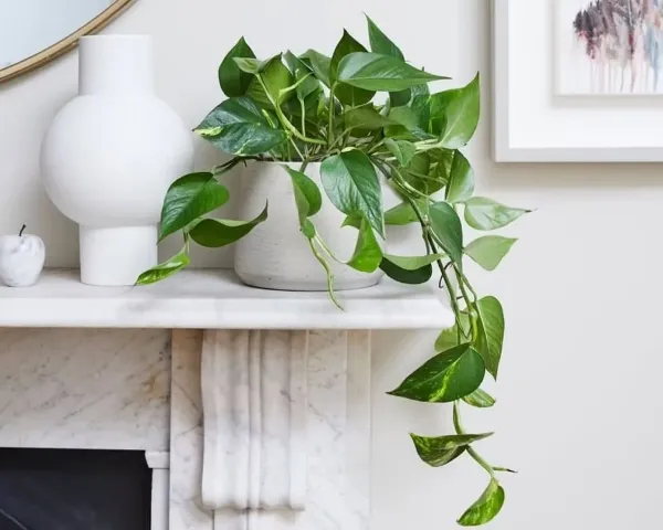 có nên trồng cây trong phòng ngủ: Chậu Trầu Bà Vàng (Golden Pothos) đặt trên bàn cạnh cửa sổ