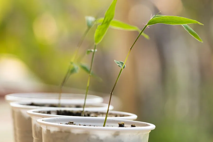 Có thể nhân giống trúc bằng phương pháp giâm cành hoặc tách bụi.