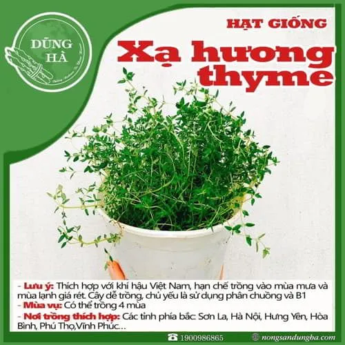 Cỏ Xạ Hương (Thyme) đã thu hoạch, sẵn sàng để chế biến