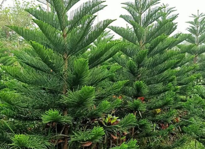 Có Nên Trồng Cây Tùng Bách Trước Nhà: Phân Tích Chuyên Sâu Về Phong Thủy Và Thẩm Mỹ