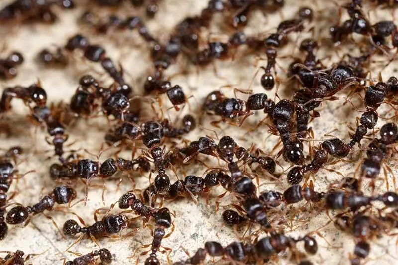 Côn trùng gây hại trên lá cây an quả non