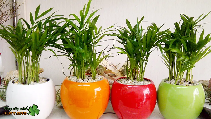 Công dụng cây cảnh Dừa kiểng