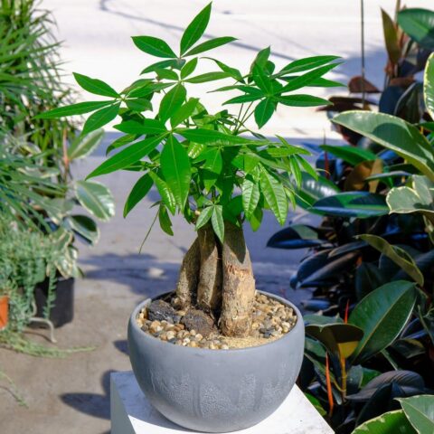 Cách Chăm Cây Kim Ngân Trong Nhà Chuẩn Phong Thủy