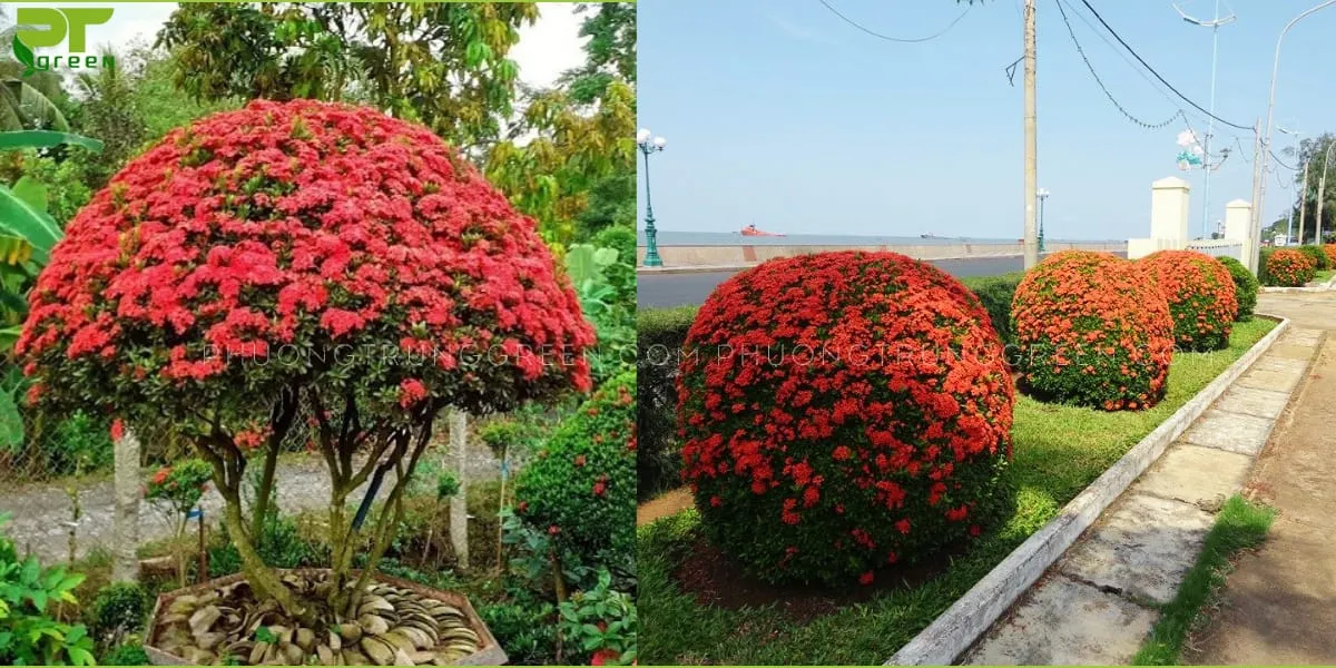 Công dụng của cây bông trang