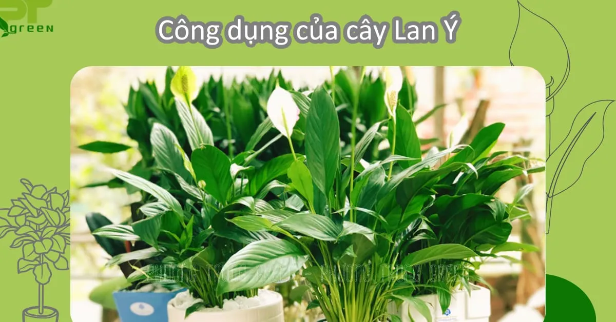 Công dụng của cây Lan Ý trong nhà, mô tả một cây Lan Ý lớn, khỏe mạnh, hoa nở trắng đang được đặt trong phòng khách có ánh sáng đẹp, tạo cảm giác thư thái