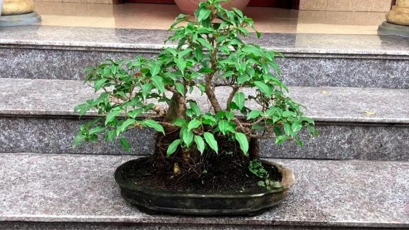 Công dụng của cây sộp trong y học cổ truyền và khả năng thanh lọc không khí.