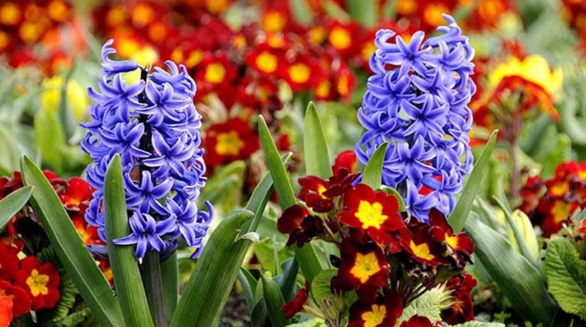 Công dụng của cây Tiên Ông