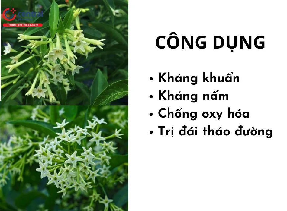 Công dụng của dạ lý hương