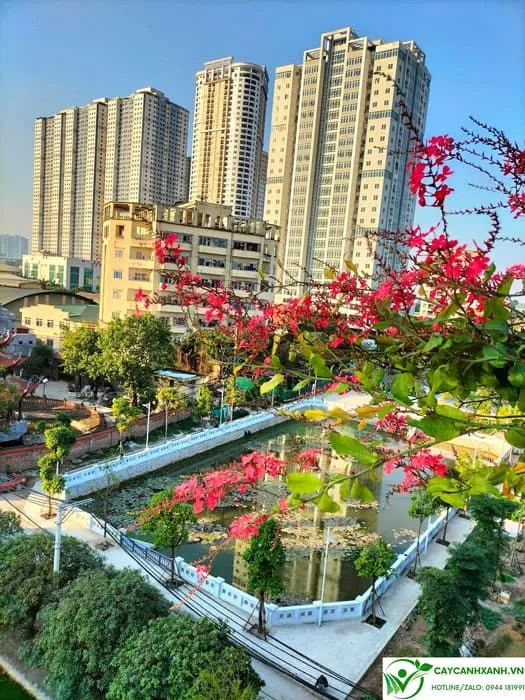 Công dụng của xích hồng trà