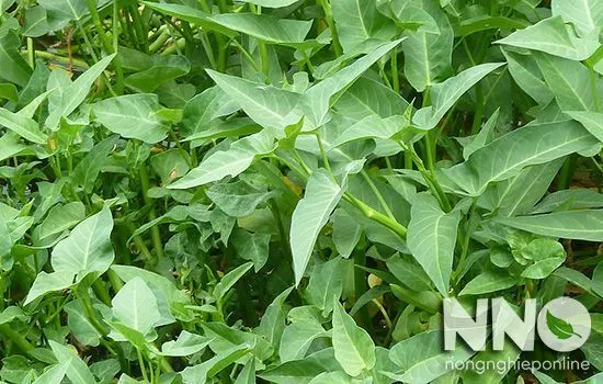 Công dụng và lợi ích dinh dưỡng tuyệt vời của rau muống tươi