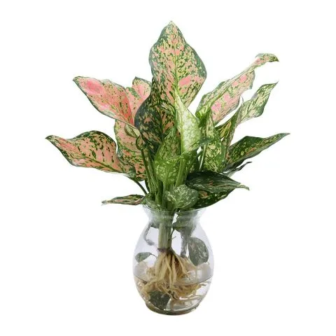 Công dụng và ý nghĩa phong thủy khi trồng cây vạn lộc thủy sinh