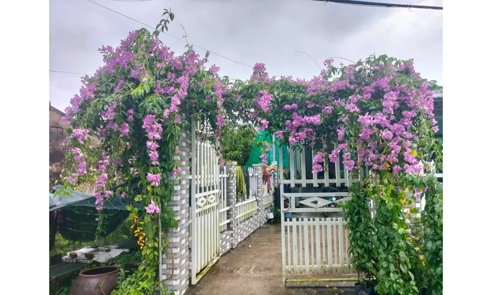 Cổng nhà có giàn lan tỏi nở hoa rực rỡ, tạo không gian xanh mát và thu hút.