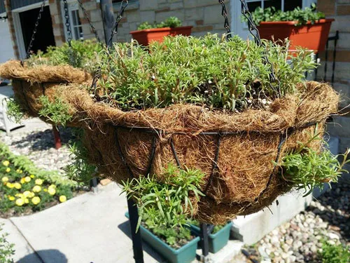 Công thức trộn đất tối ưu cho cách trồng hoa sam